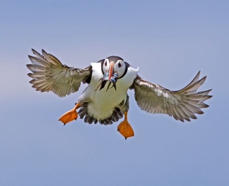 2026 Birds In Flight Photography Workshop