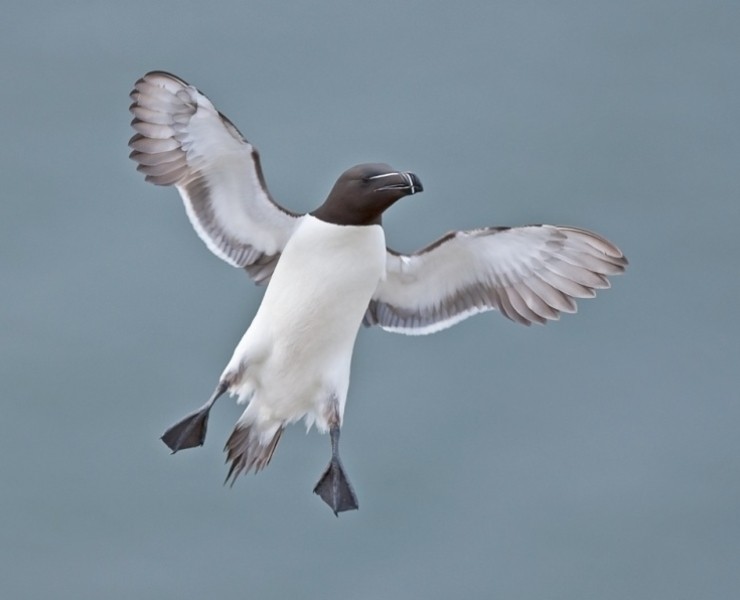2026 Birds In Flight Photography Workshop