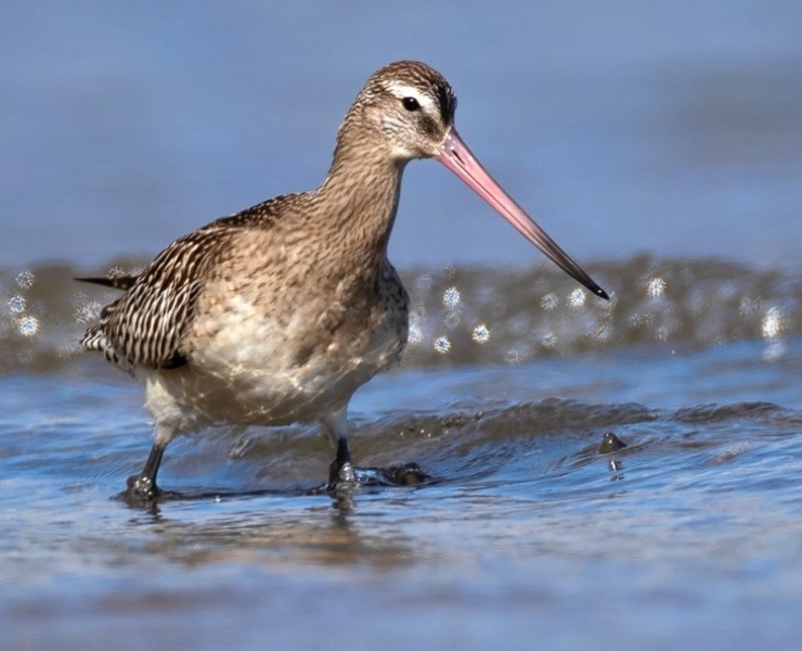 Bar-Tailed Godwit - Steve Race ©