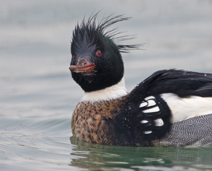 Red-Breasted Merganser - Steve Race ©