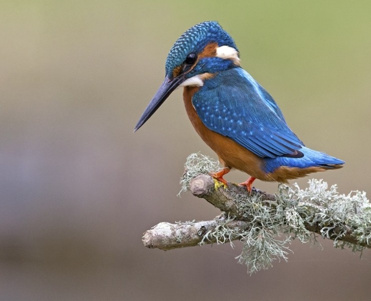 2026 Kingfisher Photography Experience