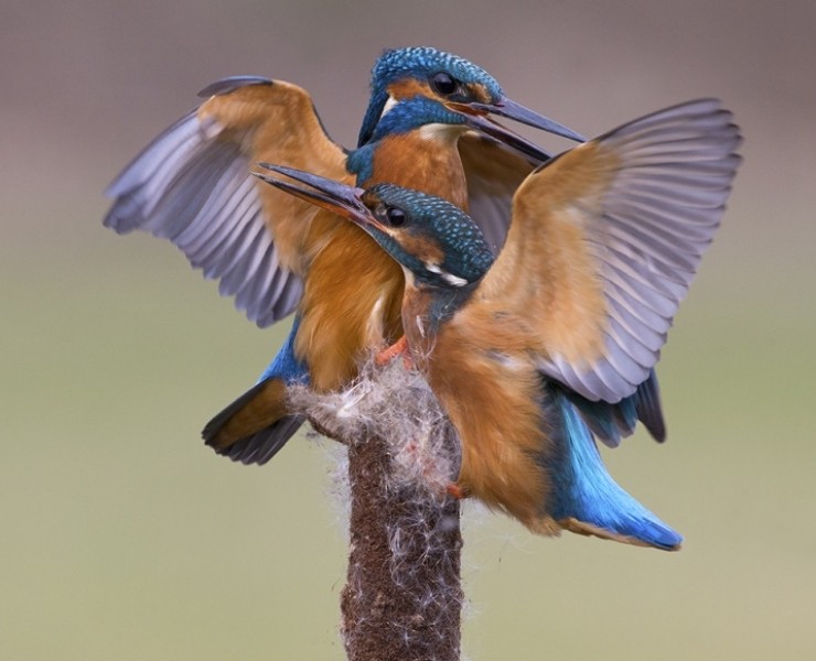 2026 Kingfisher Photography Experience