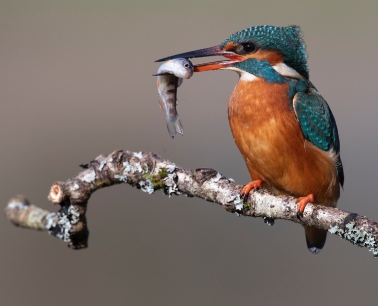 2026 Cuckoo And Kingfisher Photography Experience