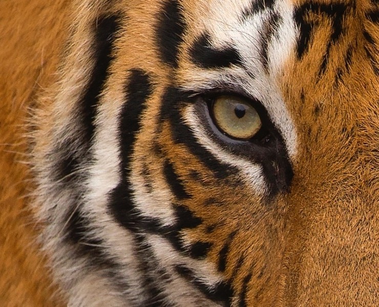2026 Tigers Of India Photography Tour