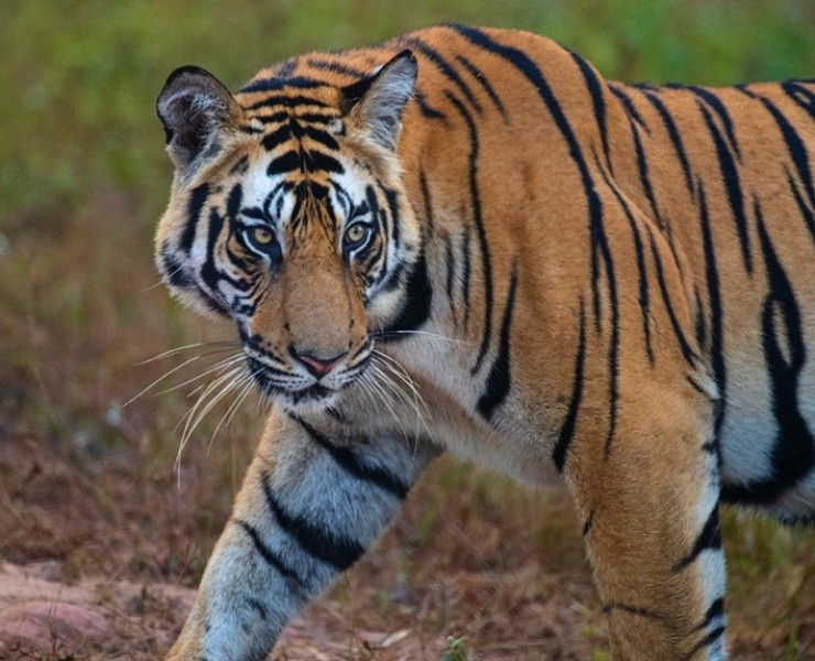 2026 Tigers Of India Photography Tour