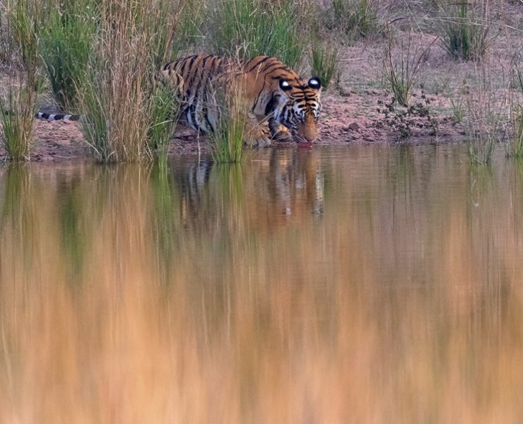2026 Tigers Of India Photography Tour