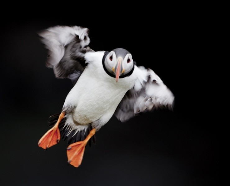 2026 Seabird Photography Experience
