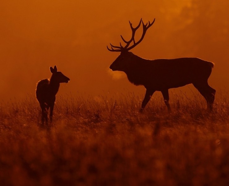 2026 Deer Rut Photography Experience