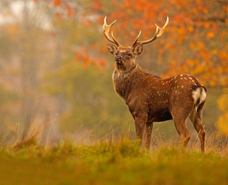 2026 Deer Rut Photography Experience