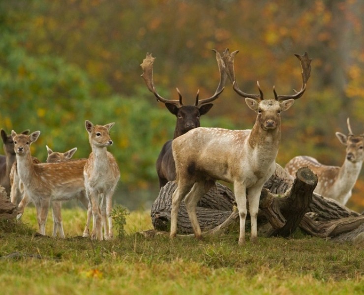 2026 Deer Rut Photography Experience