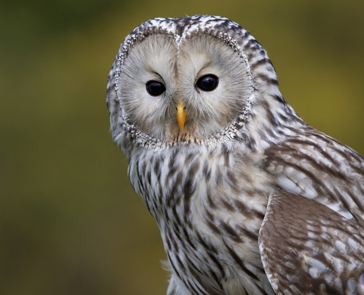 2026 Owl Photography Experience