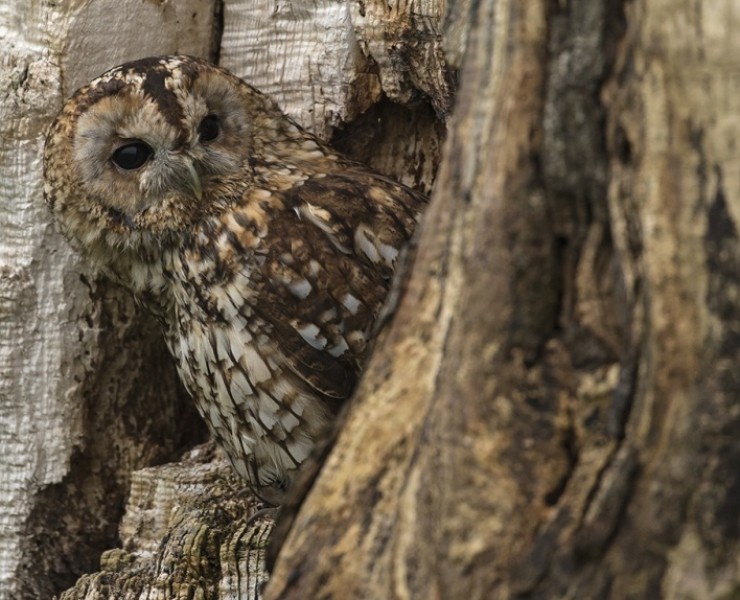 2026 Owl Photography Experience