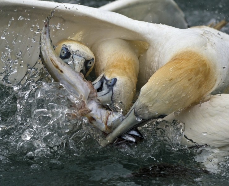 2026 Diving Gannet Photography Spectacular