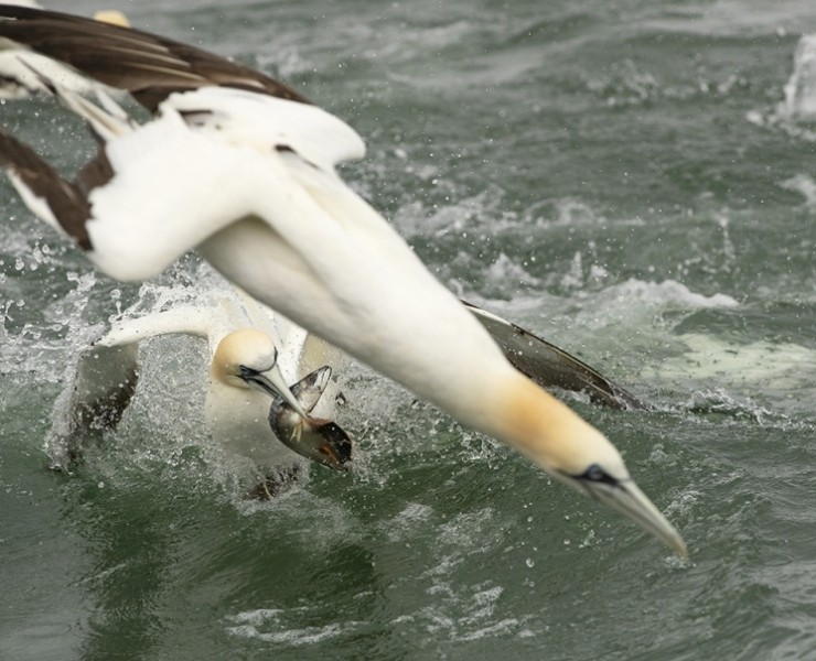 2026 Diving Gannet Photography Spectacular