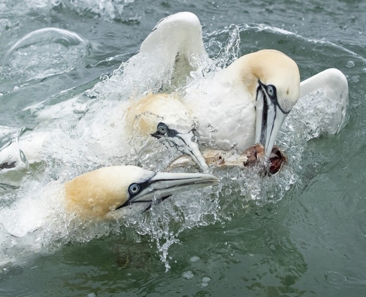 2026 Diving Gannet Photography Spectacular