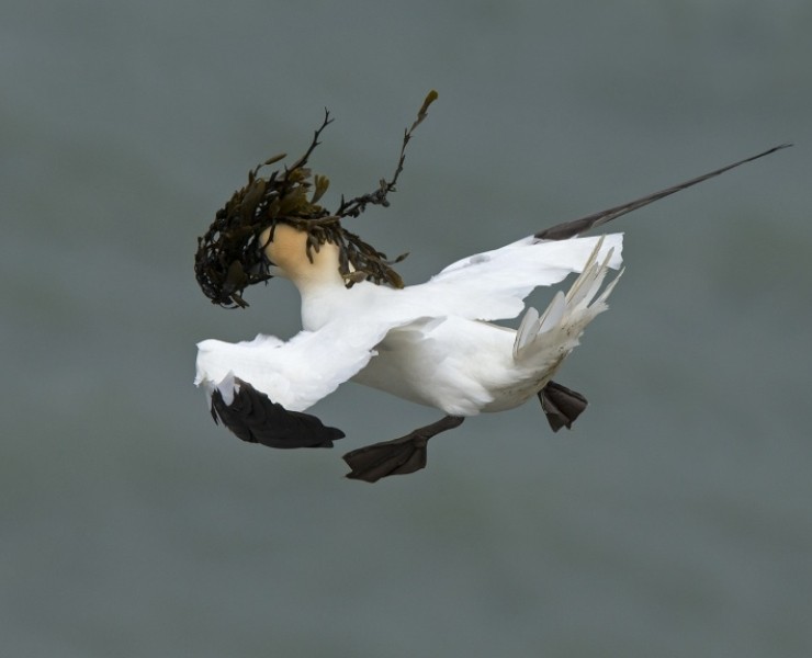 Gannet - Steve Race ©