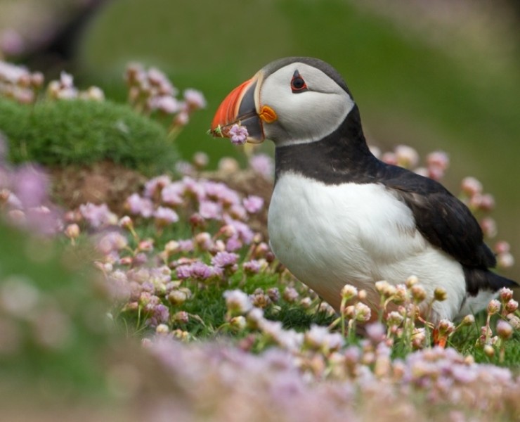 Puffin - Steve Race ©