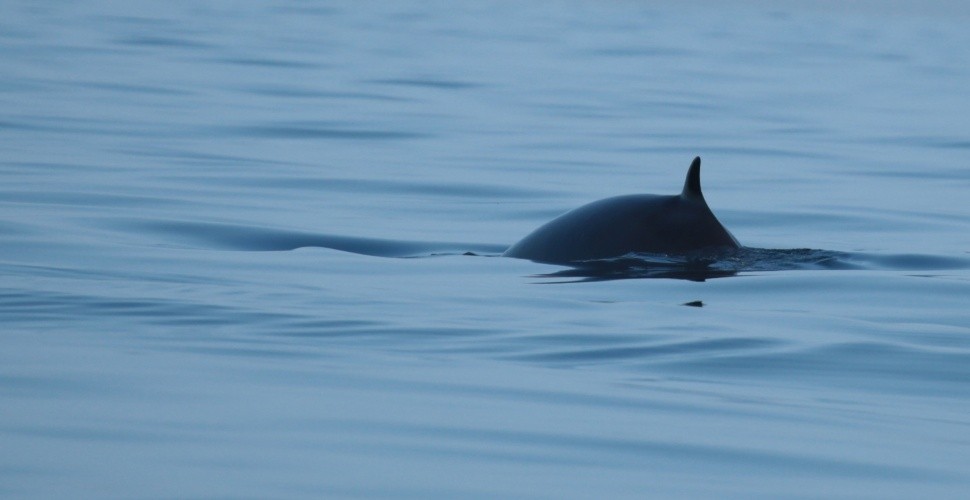 Seabird and Whale Adventures