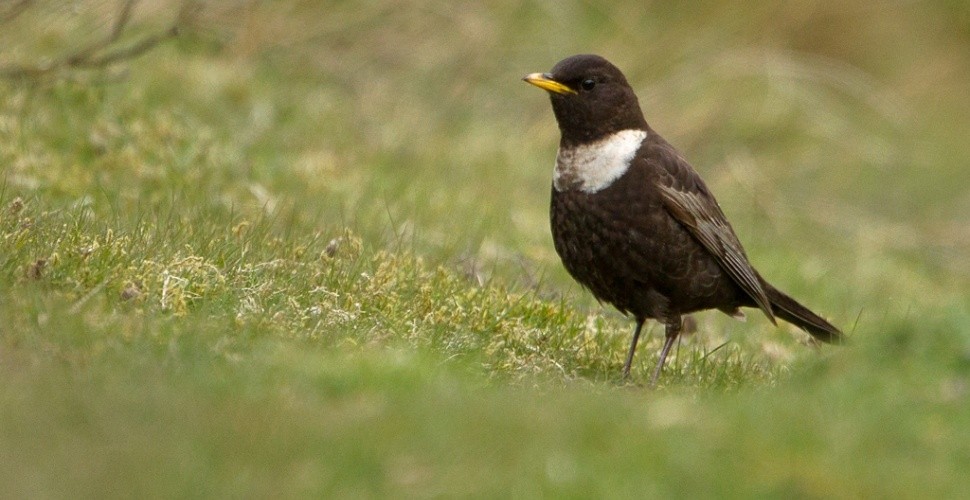 Moorland Birds Photography Experience