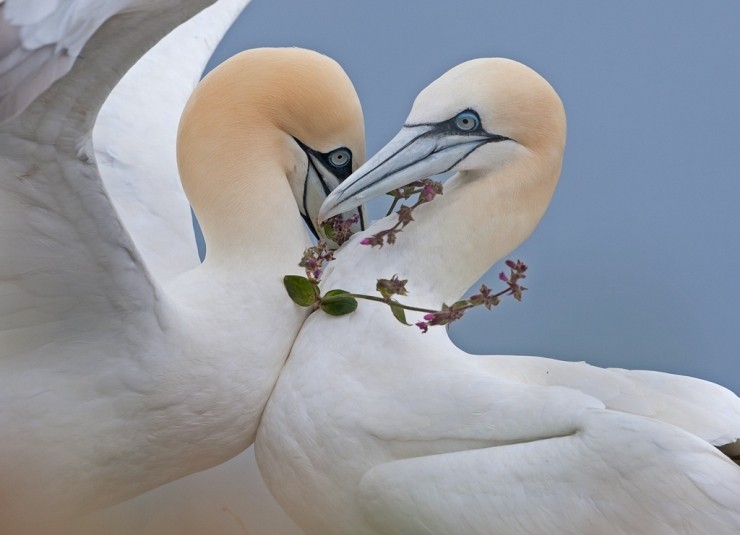 Seabird Photography Experience Gift Voucher