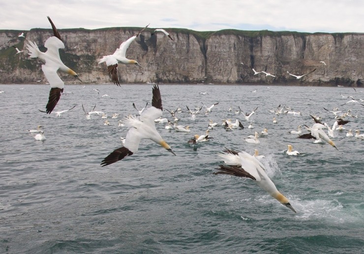 Diving Gannet Photography Experience Gift Voucher