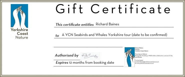 Seabirds and Whales Five Hour Trips Gift Voucher