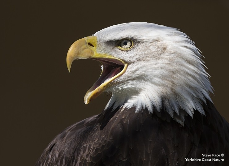 Birds of Prey Photography Gift Voucher