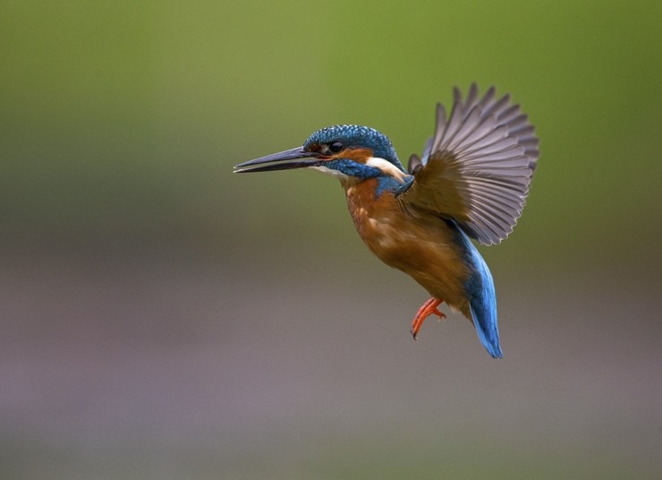 Kingfisher Photography Gift Voucher