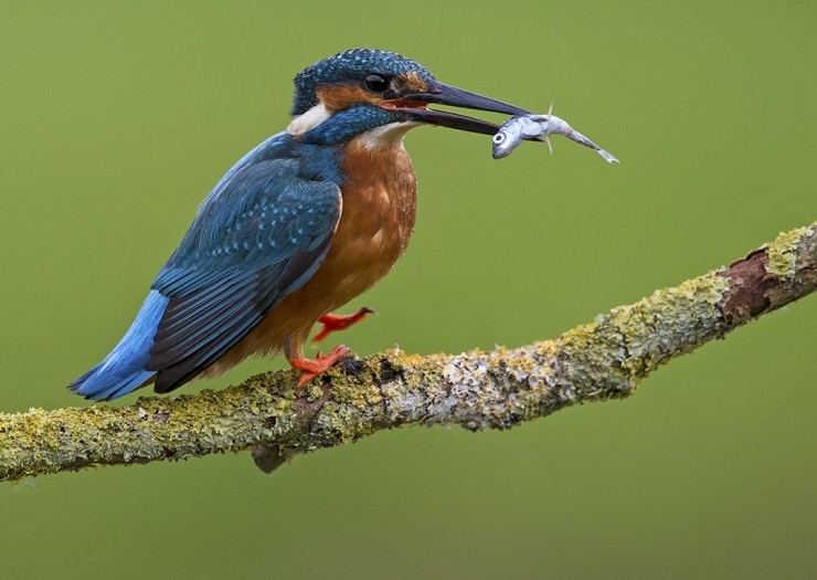 Kingfisher Photography Gift Voucher