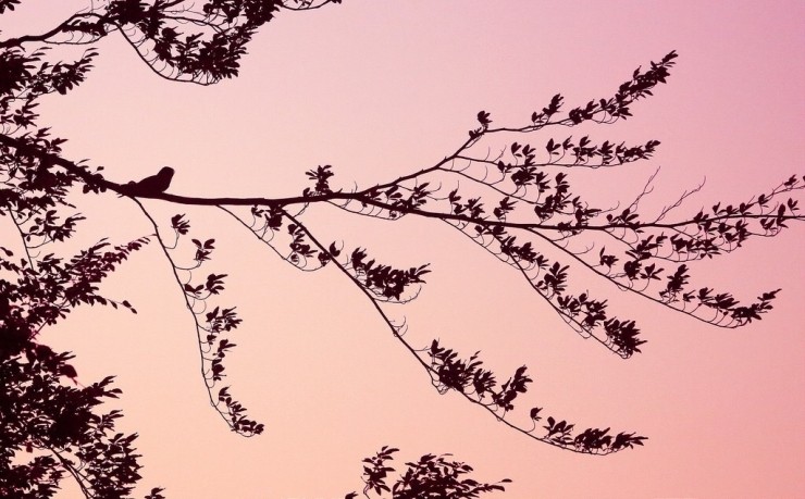 Nightjar Safari Gift Voucher