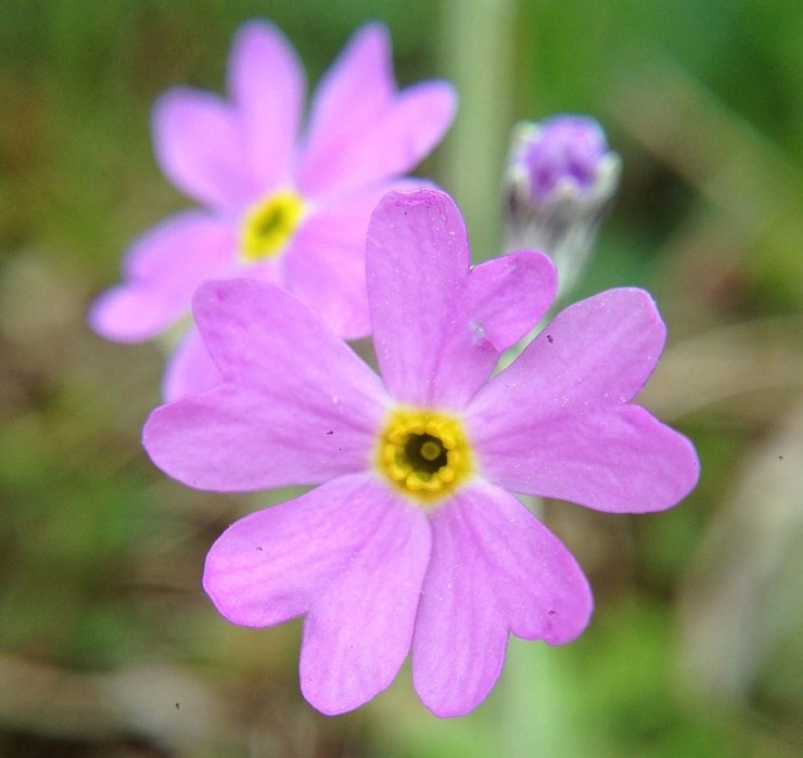 Wild Flower Discovery Walks