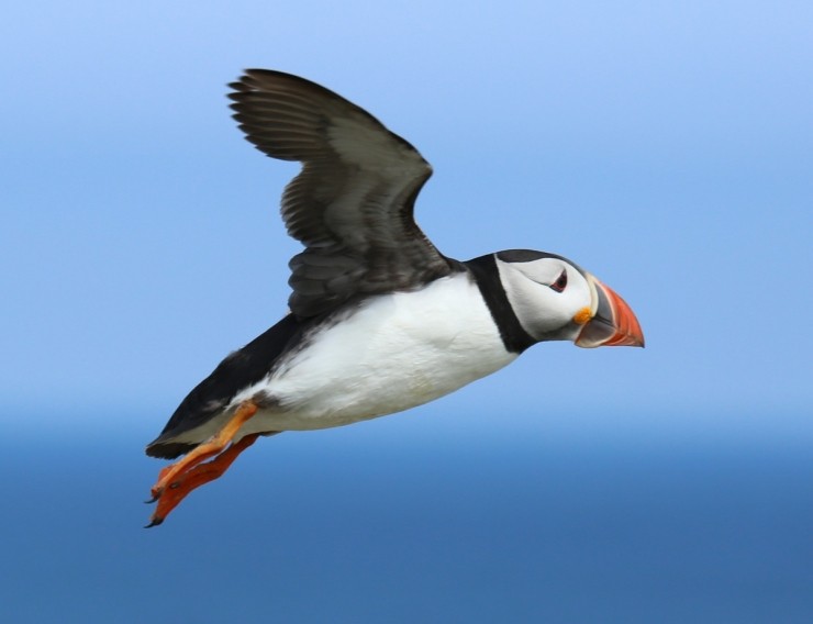 Puffin Safaris 2026