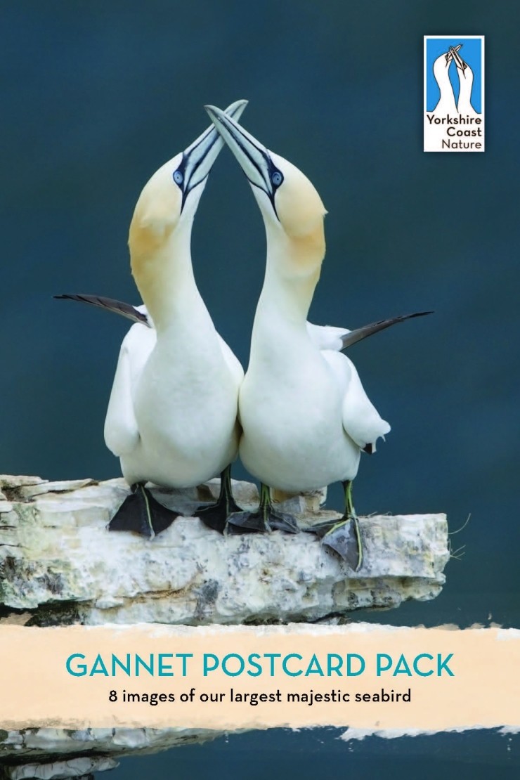 Gannet Postcard Pack