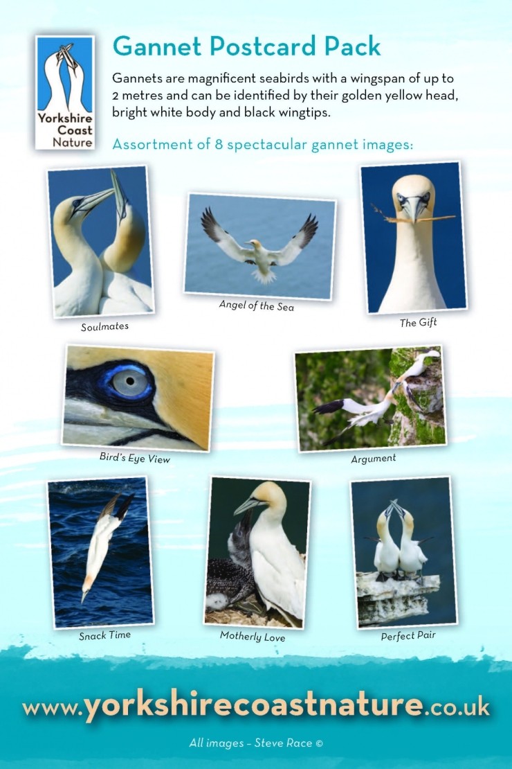 Gannet Postcard Pack