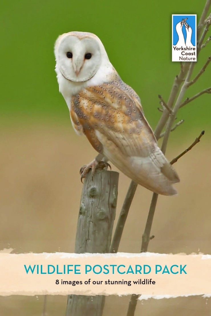 Wildlife Postcard Pack