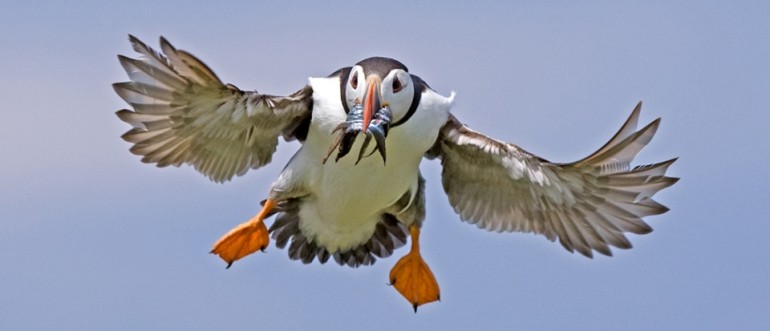 Atlantic Puffin © Steve Race