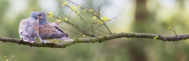 Turtle Doves in North Yorkshire © Richard Bennett