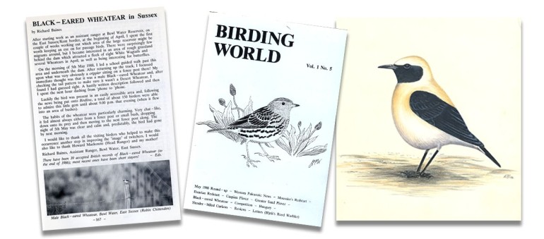 Black-eared Wheatear article and drawing by Richard Baines