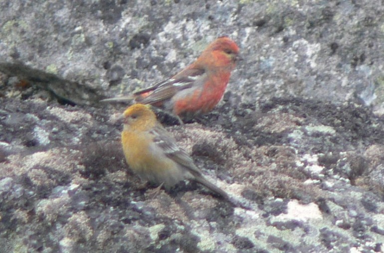 Male and Female Pine Grosbeak in Russia 2008 with added excited camera shake! © Richard Baines