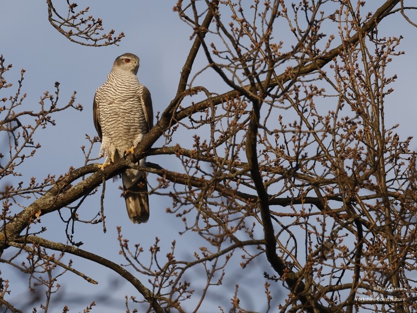  Northern Goshawk (female) Berlin © Richard Baines