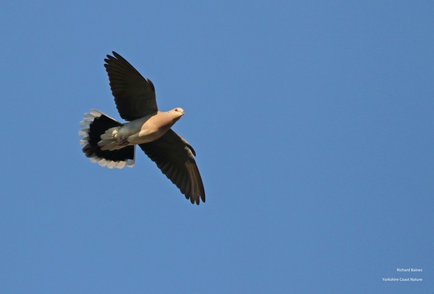  European Turtle Dove North Yorkshire © Richard Baines