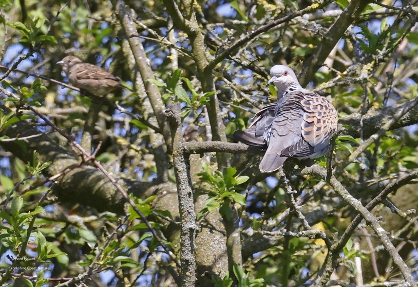  European Turtle Dove North Yorkshire © Richard Baines