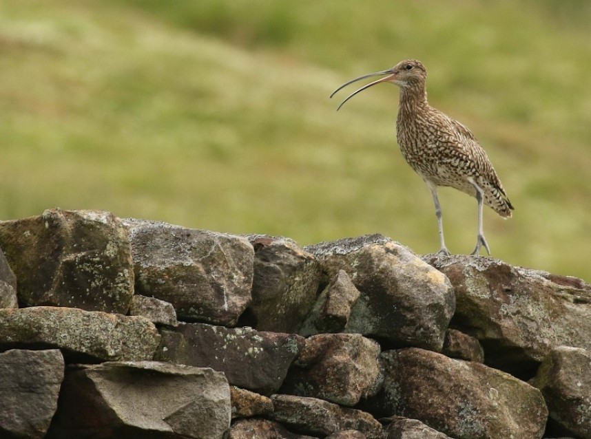  Eurasian Curlew warding off intruders North York Moors National Park © Richard Baines