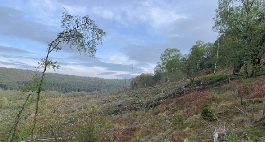  Levisham bank woodlands. Habitat of Tree Pipit, Redstart and Willow Warbler © Richard Baines