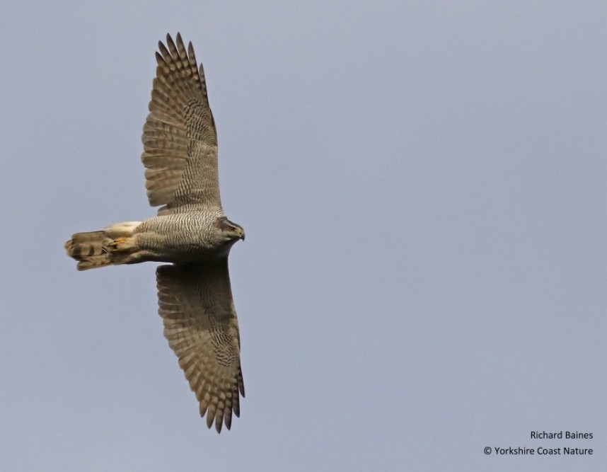  Northern Goshawk North Yorkshire 2022 © Richard Baines