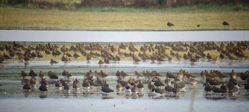  Waders in the Lower Derwent Valley December 2022 © Jono Leadley