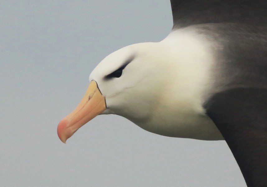  Black-browed Albatross Bempton 2022 © Mark Pearson