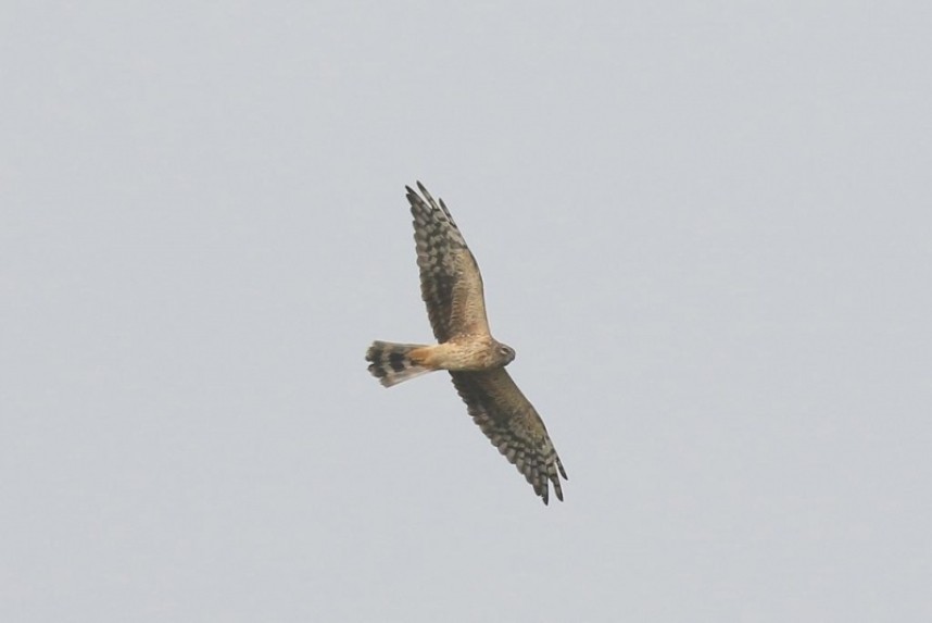  Pallid Harrier Spurn September 2022 © Ray Scally