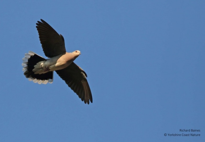  European Turtle Dove North Yorkshire © Richard Baines