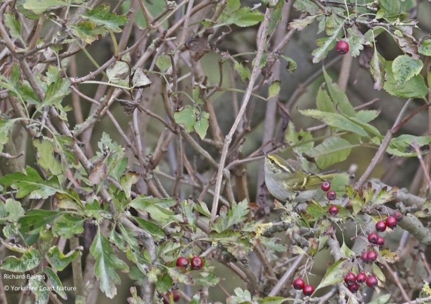  Pallas's Warbler Spurn October 2022 © Richard Baines